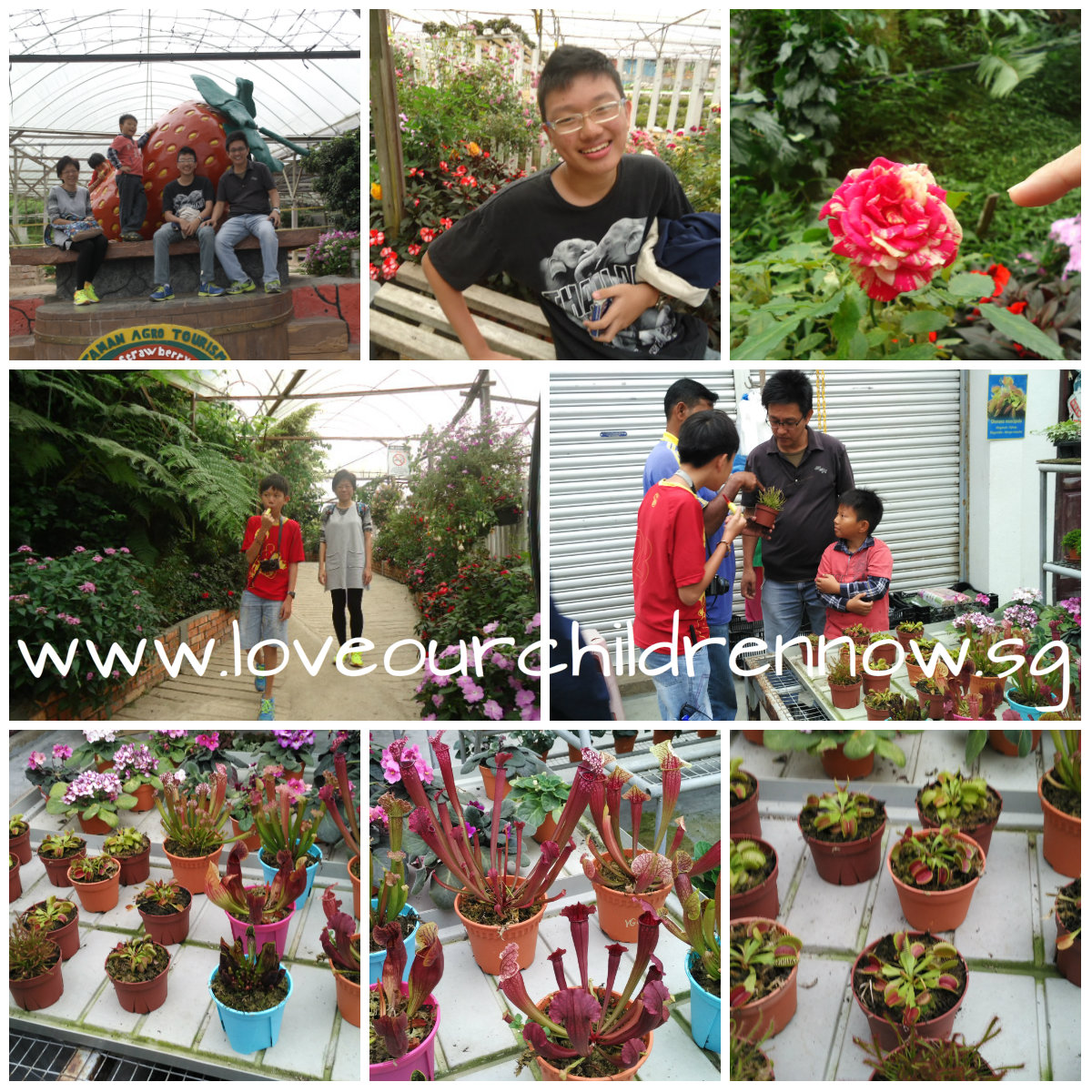 cameron-strawberry-farm-garden-plants