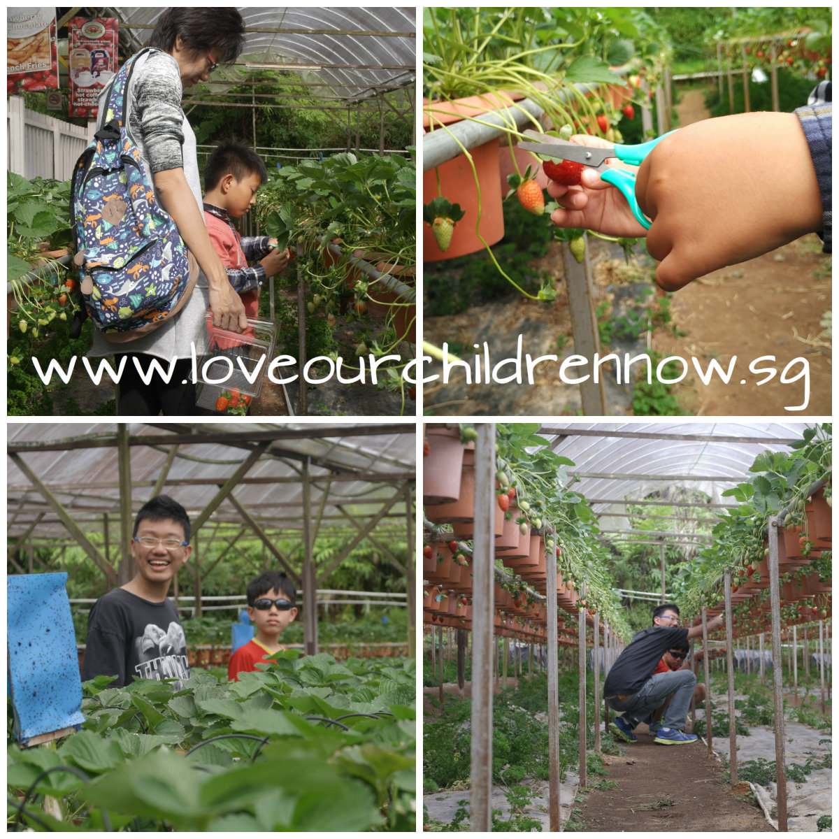 strawberry-farm-picking-strawberry